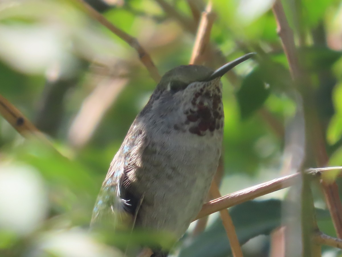 Anna's Hummingbird - ML609362828