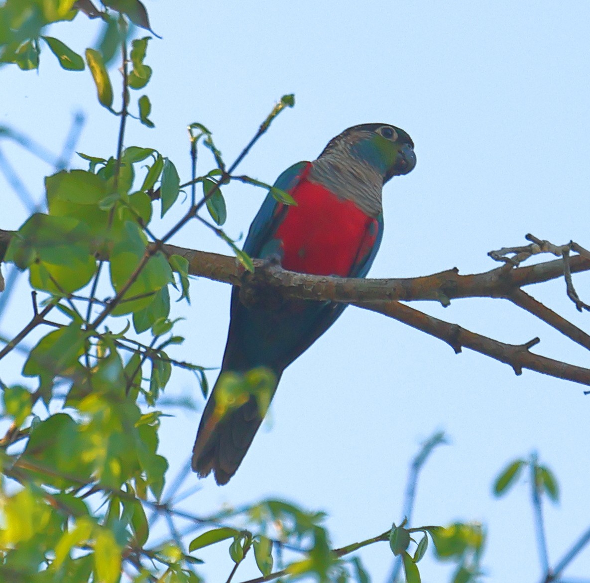 Crimson-bellied Parakeet - Mats Hildeman