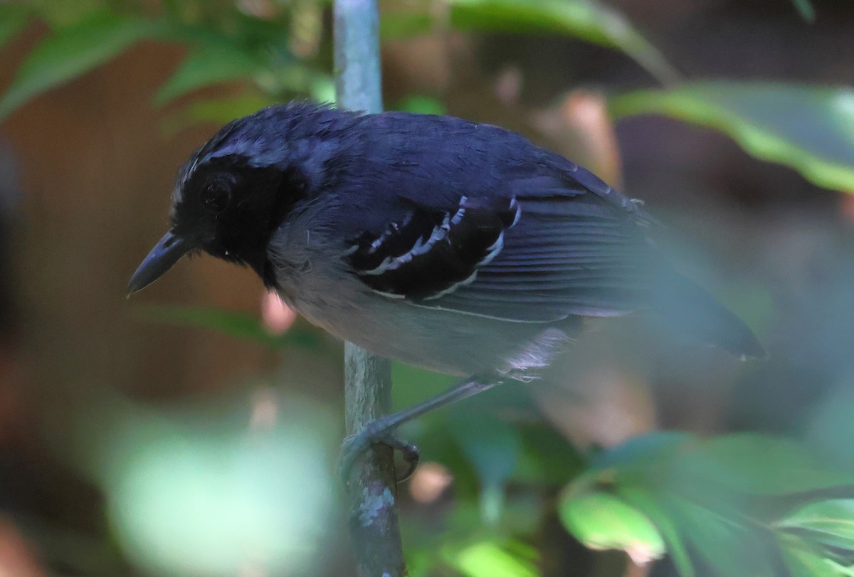 Black-faced Antbird - ML609363226