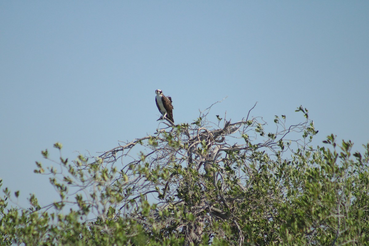 Águila Pescadora - ML609363775