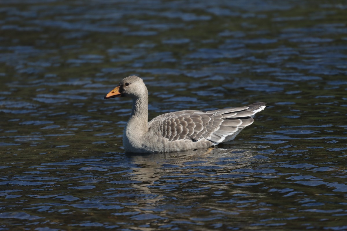 Greater White-fronted Goose (Western) - ML609363868