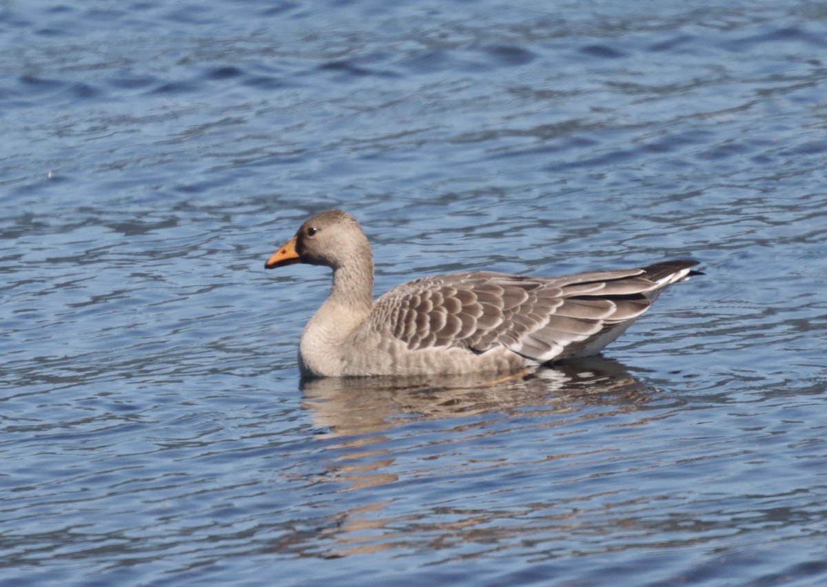 Greater White-fronted Goose (Western) - ML609363914