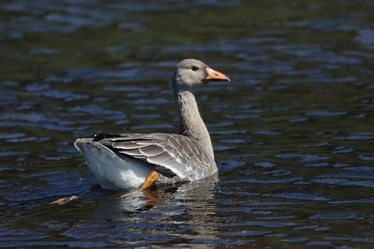 Greater White-fronted Goose (Western) - ML609363920