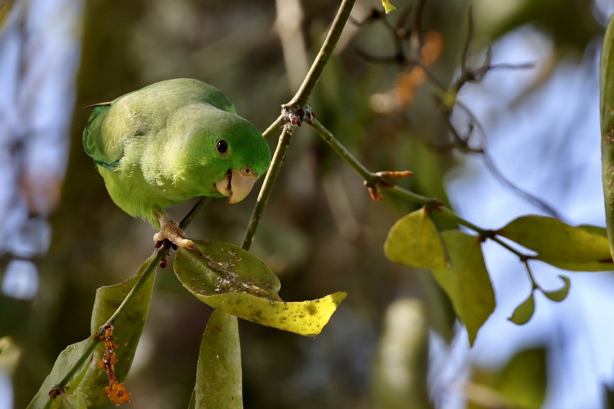Yeşil Sokumlu Serçe Papağanı - ML609364012