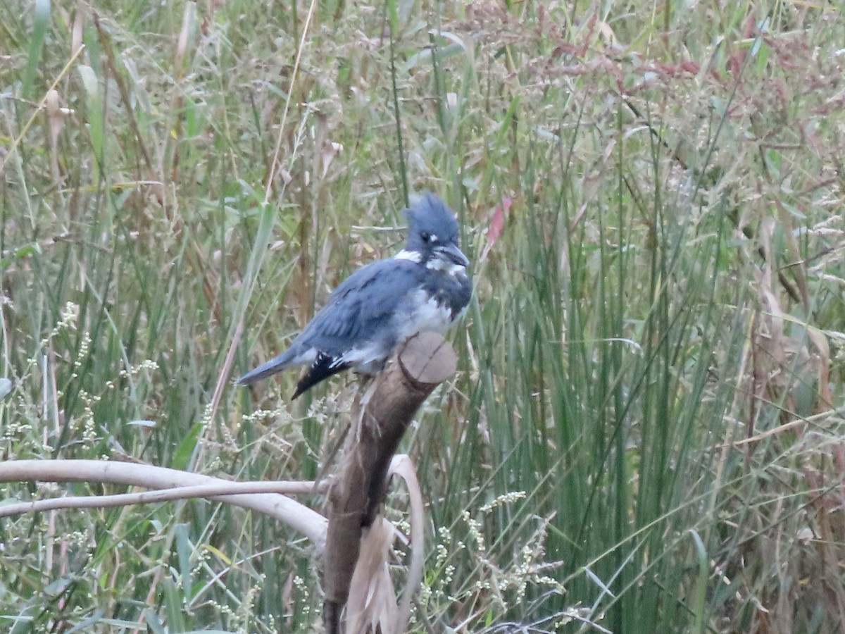 Belted Kingfisher - ML609364309
