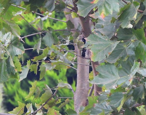 Downy Woodpecker - Lena Hayashi