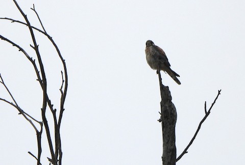 American Kestrel - Lena Hayashi