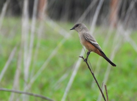 Say's Phoebe - Lena Hayashi