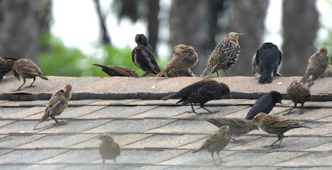 European Starling - Lena Hayashi