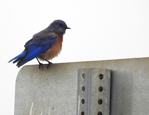 Western Bluebird - Lena Hayashi