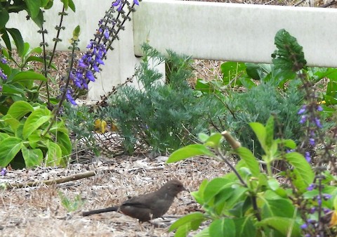 California Towhee - Lena Hayashi