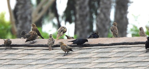 Red-winged Blackbird - Lena Hayashi