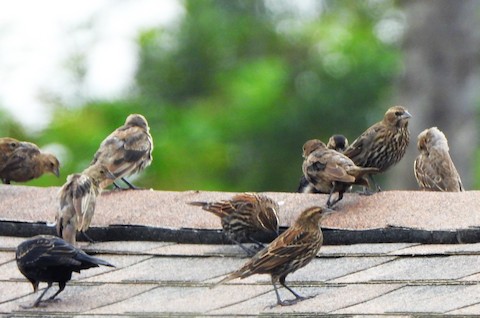 Brown-headed Cowbird - Lena Hayashi