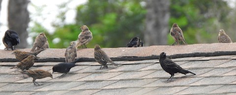 Brown-headed Cowbird - Lena Hayashi