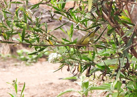 Orange-crowned Warbler - Lena Hayashi