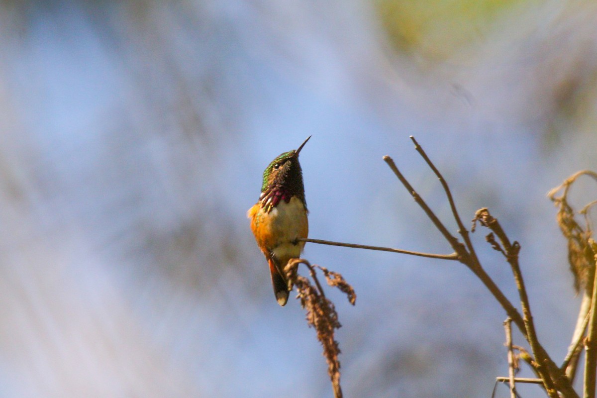 Wine-throated Hummingbird - ML609365225