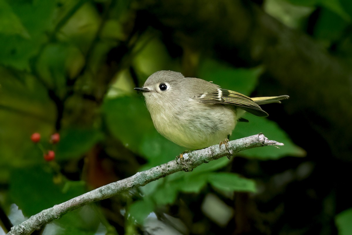 Ruby-crowned Kinglet - Sue Barth