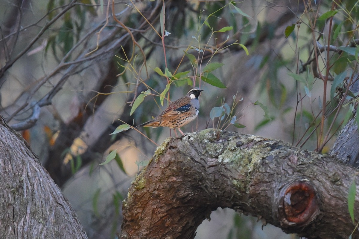 Spotted Quail-thrush - Christopher Brown