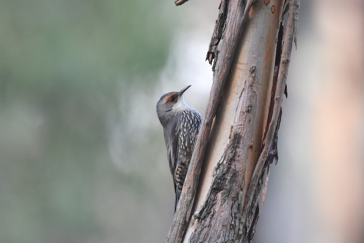 Red-browed Treecreeper - Christopher Brown