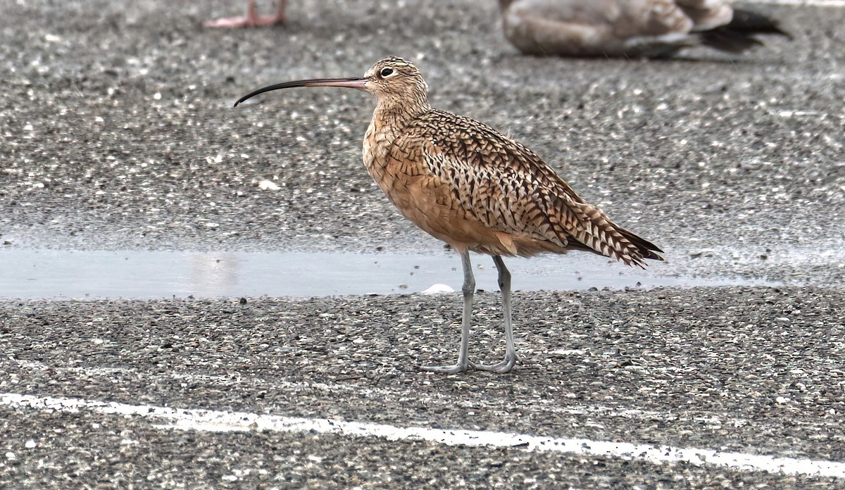Long-billed Curlew - ML609365484