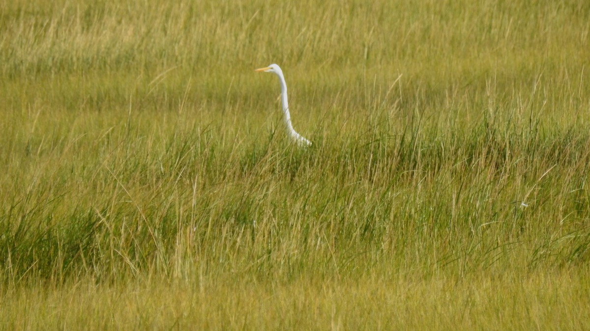 Great Egret - Anca Vlasopolos