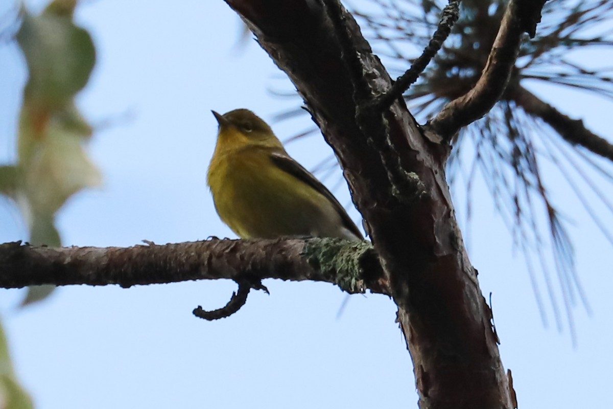 Pine Warbler - ML609365896