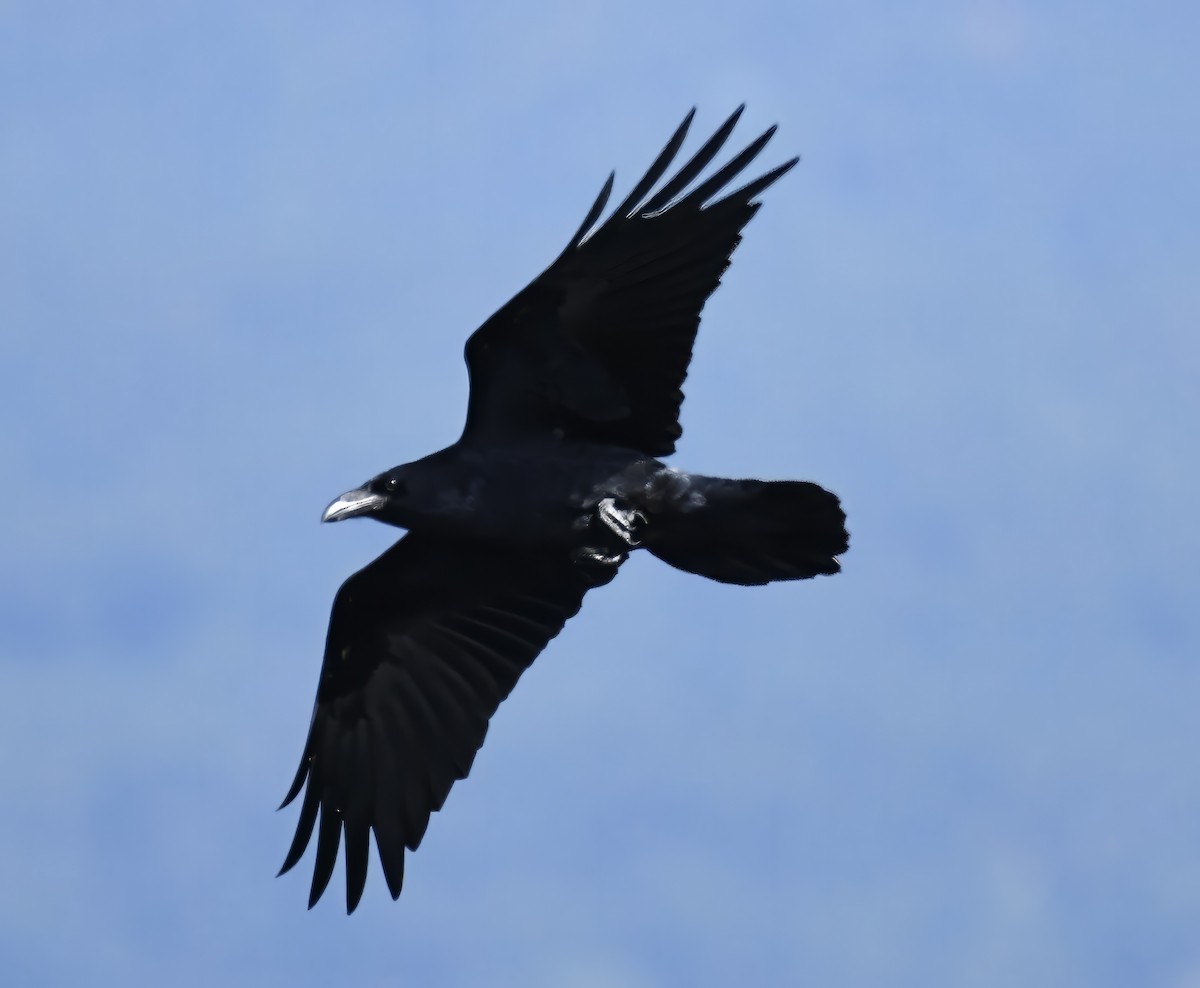Common Raven - Suzanne Zuckerman