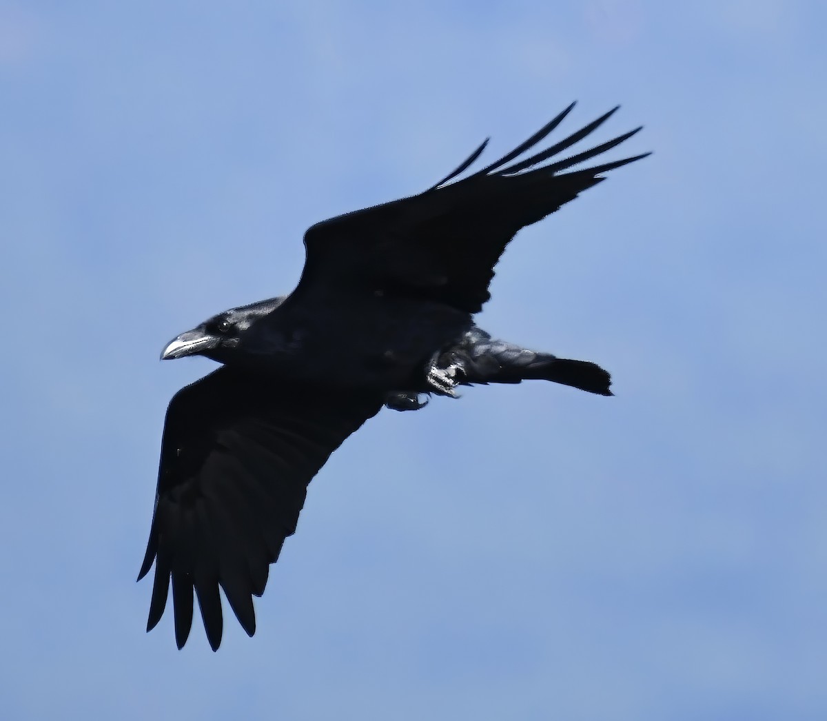 Common Raven - ML609366005