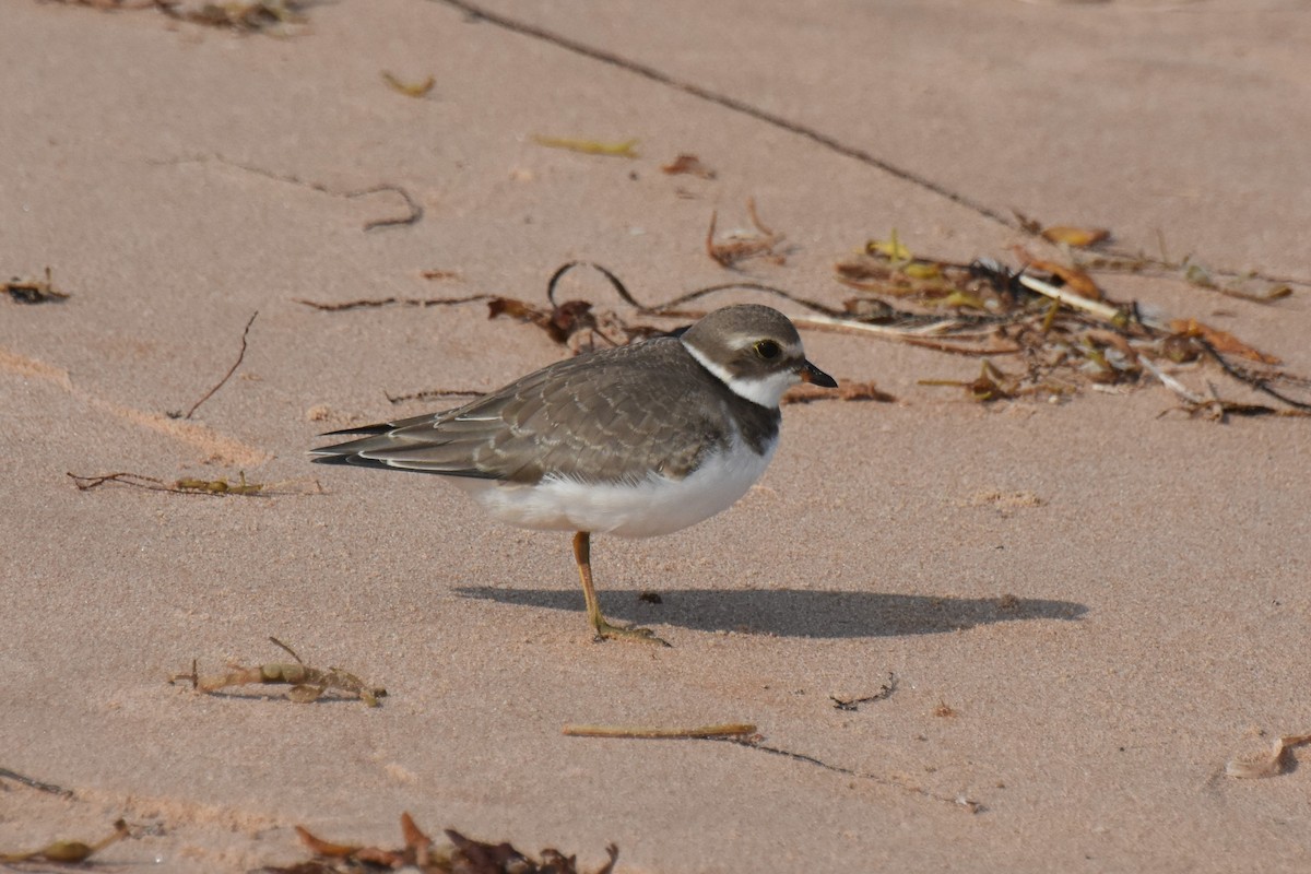 Semipalmated Plover - ML609366027