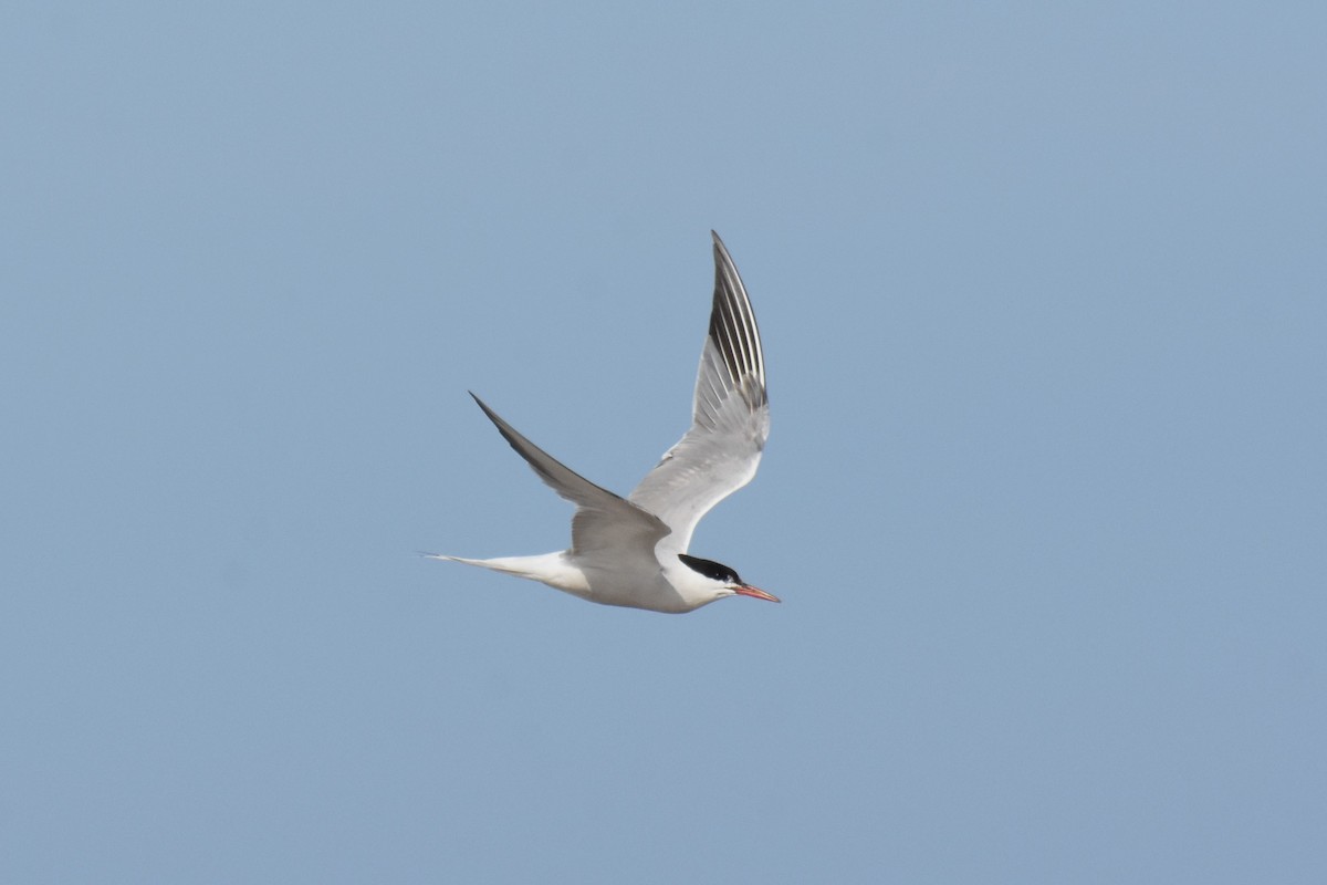 Common Tern - ML609366117