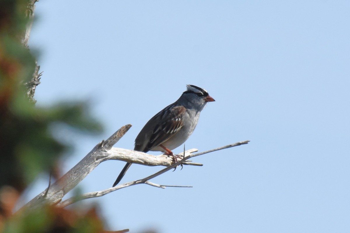 White-crowned Sparrow - James Thompson
