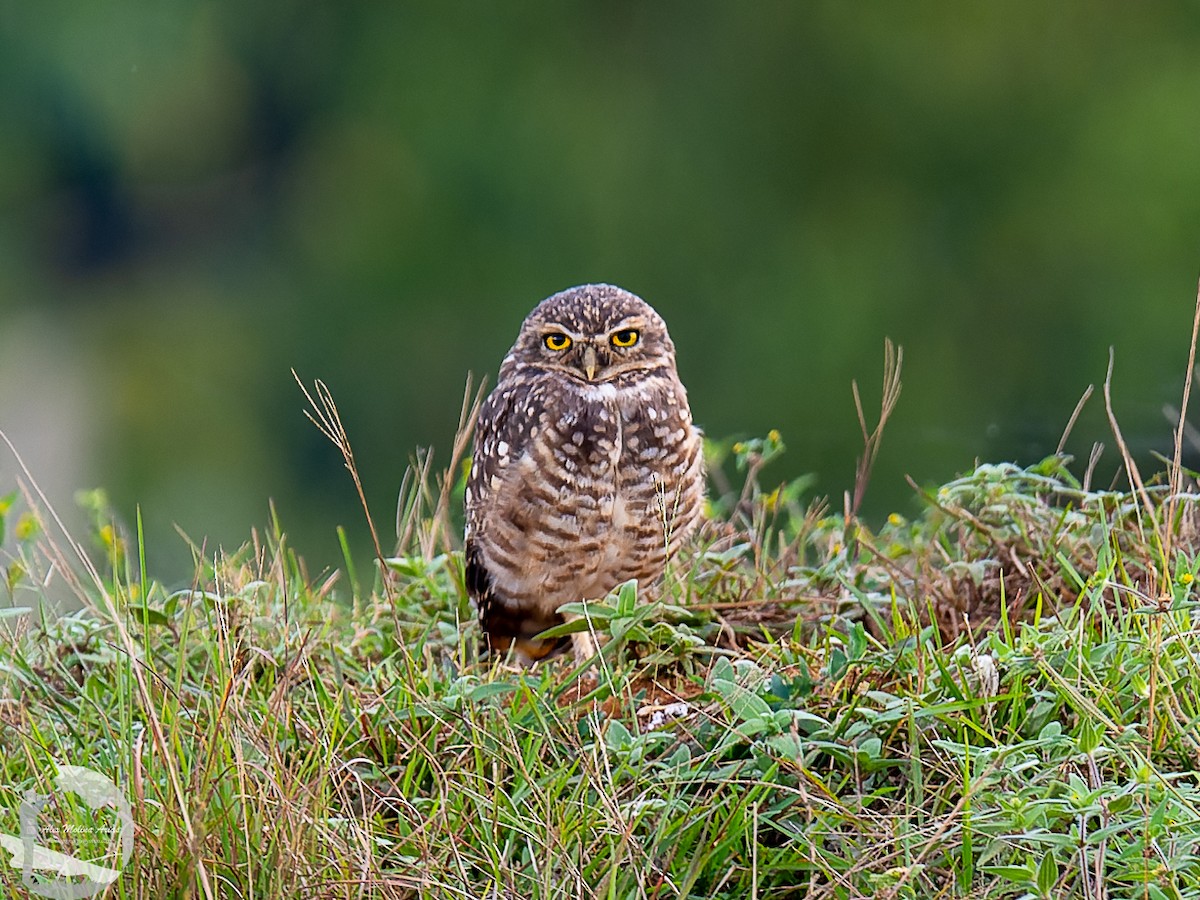 Burrowing Owl - ML609366206