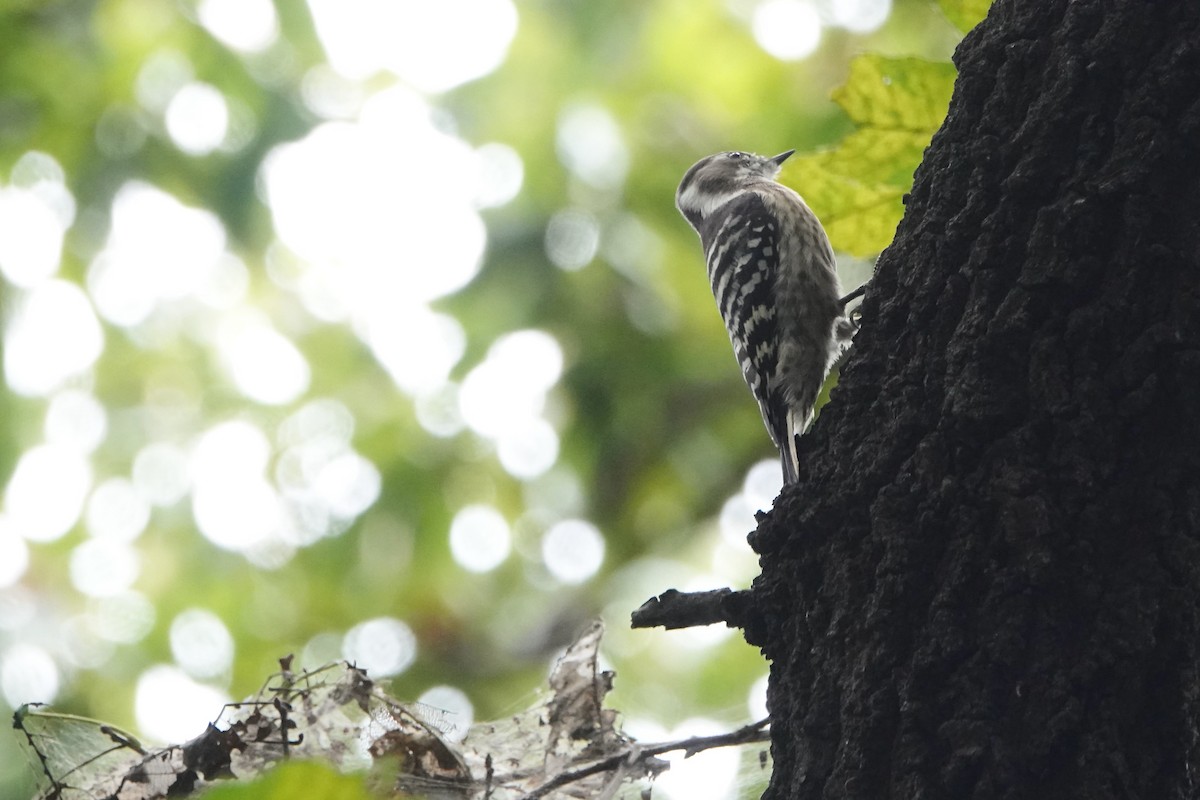 Japanese Pygmy Woodpecker - ML609366254