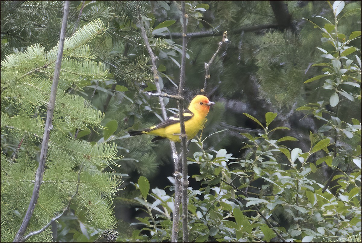 Western Tanager - ML609366488