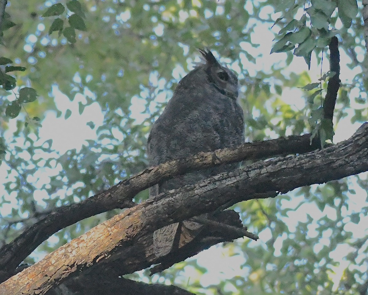 Great Horned Owl - ML609366845