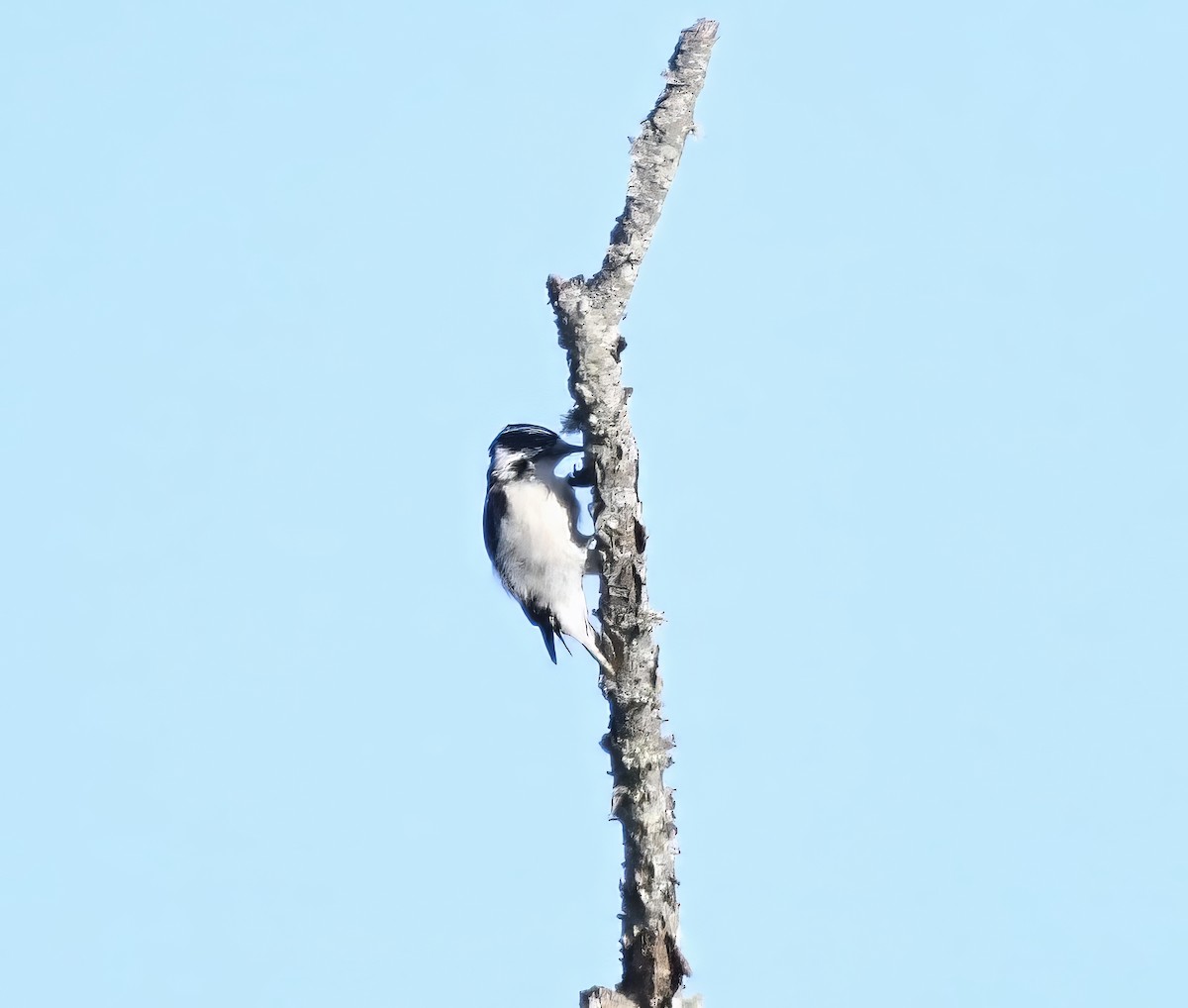 Downy Woodpecker - ML609366885