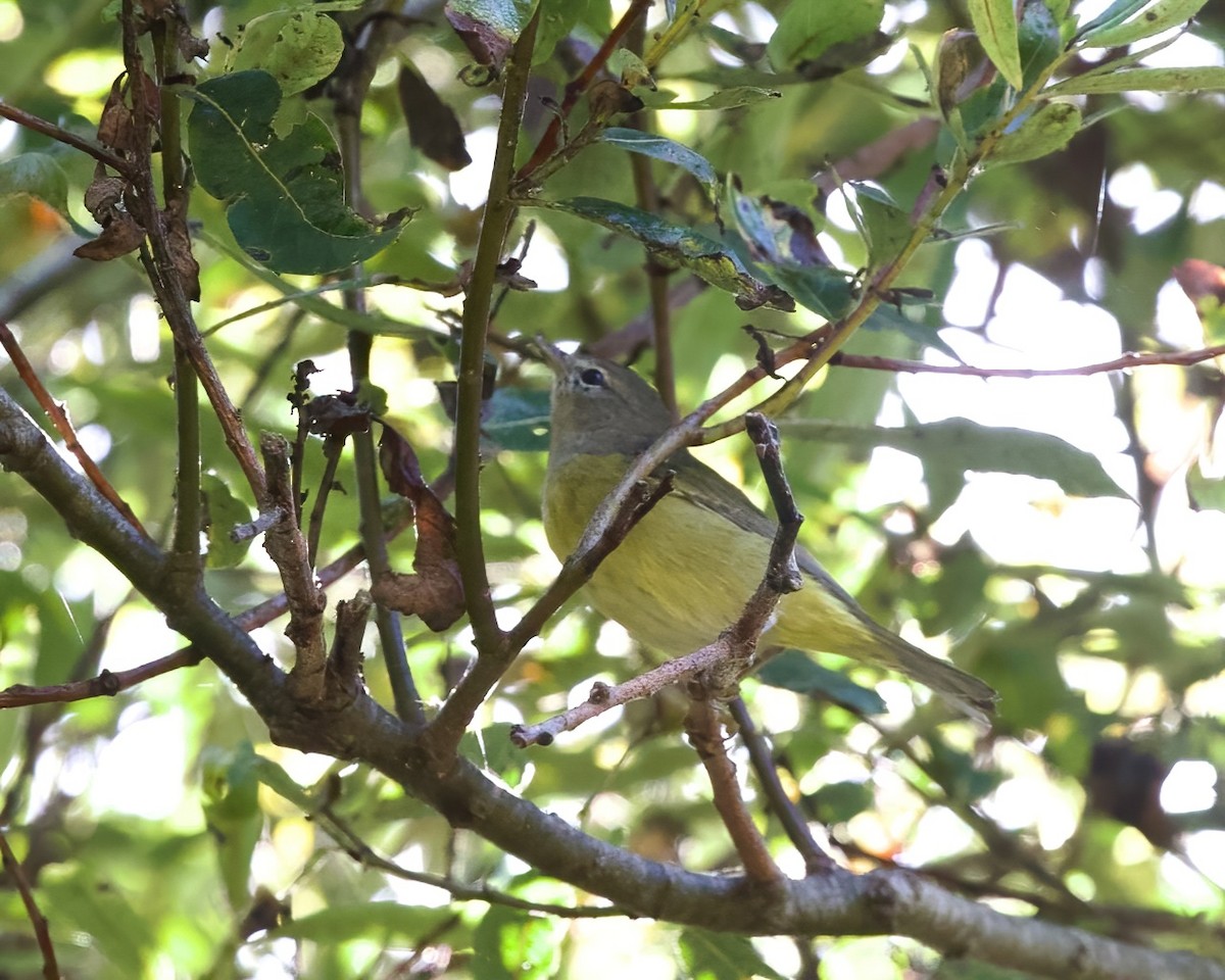 Orange-crowned Warbler (orestera) - ML609366940