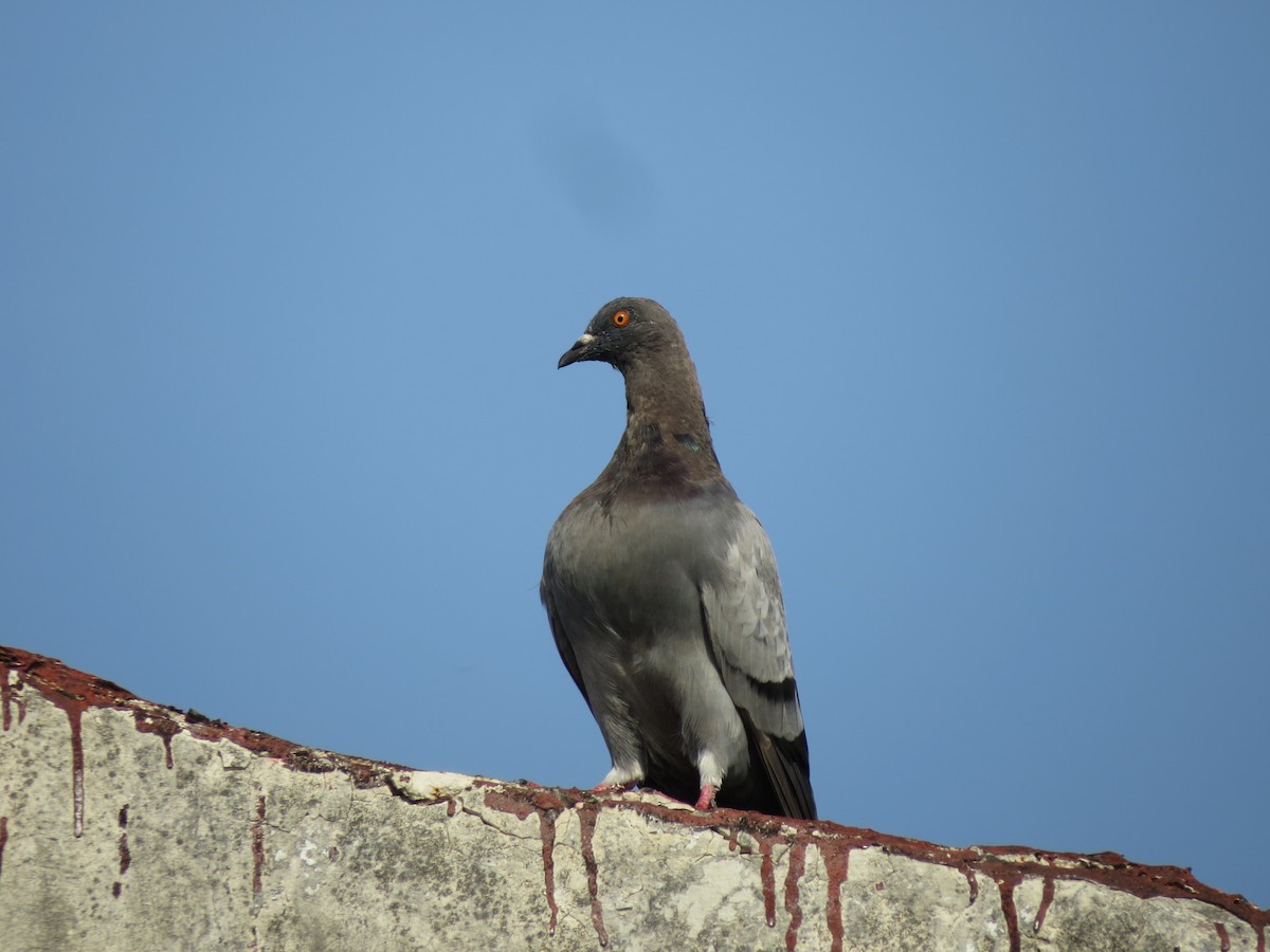 Pigeon biset (forme domestique) - ML609366980