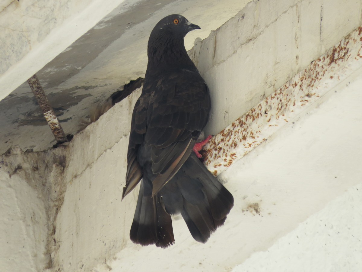 Pigeon biset (forme domestique) - ML609366983
