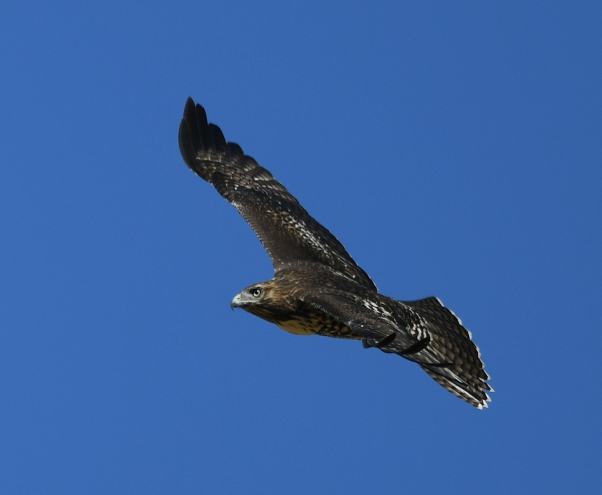 Red-tailed Hawk - ML609367029