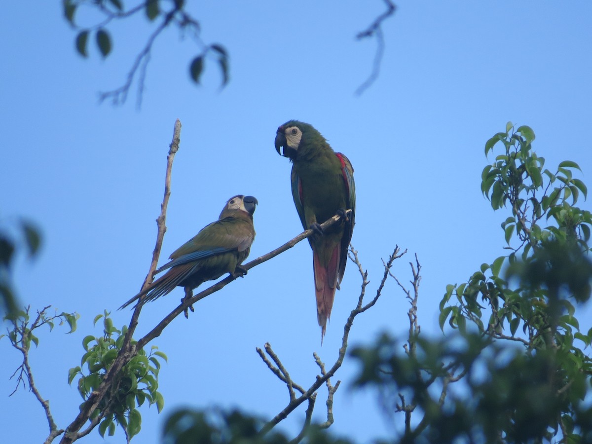 Chestnut-fronted Macaw - ML609367292