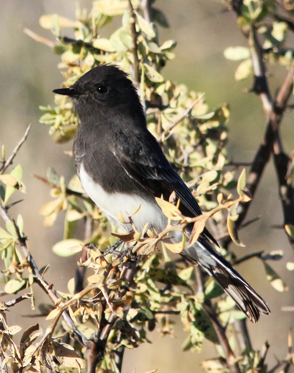 Black Phoebe - ML609367355