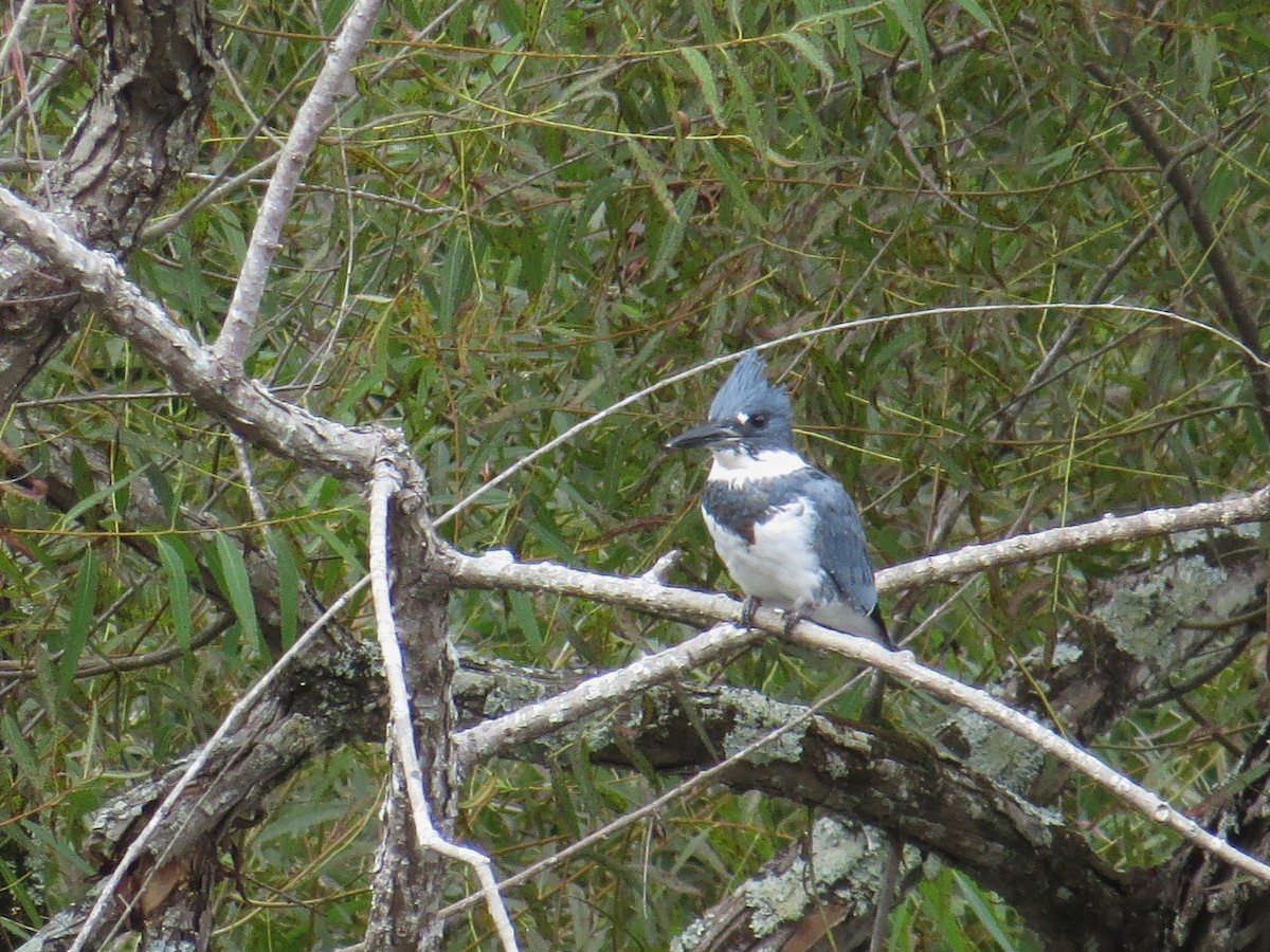 Belted Kingfisher - ML609367362