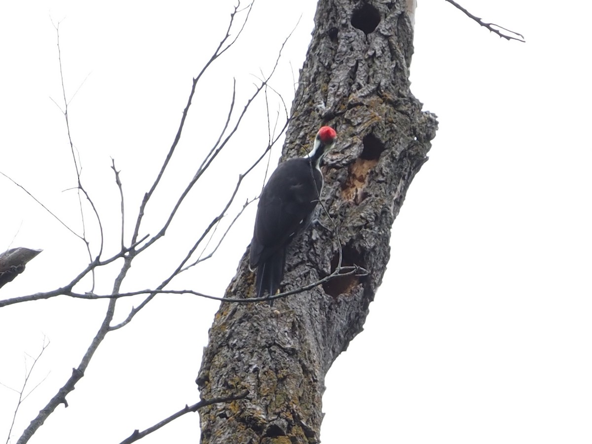 Pileated Woodpecker - ML609367540