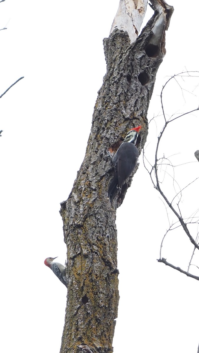 Pileated Woodpecker - ML609367542