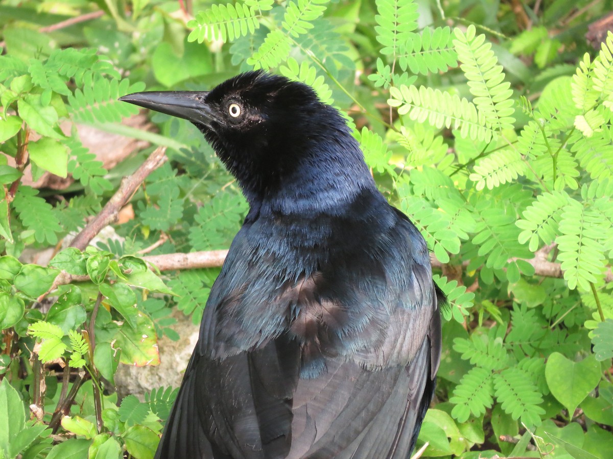 Great-tailed Grackle - ML609367603