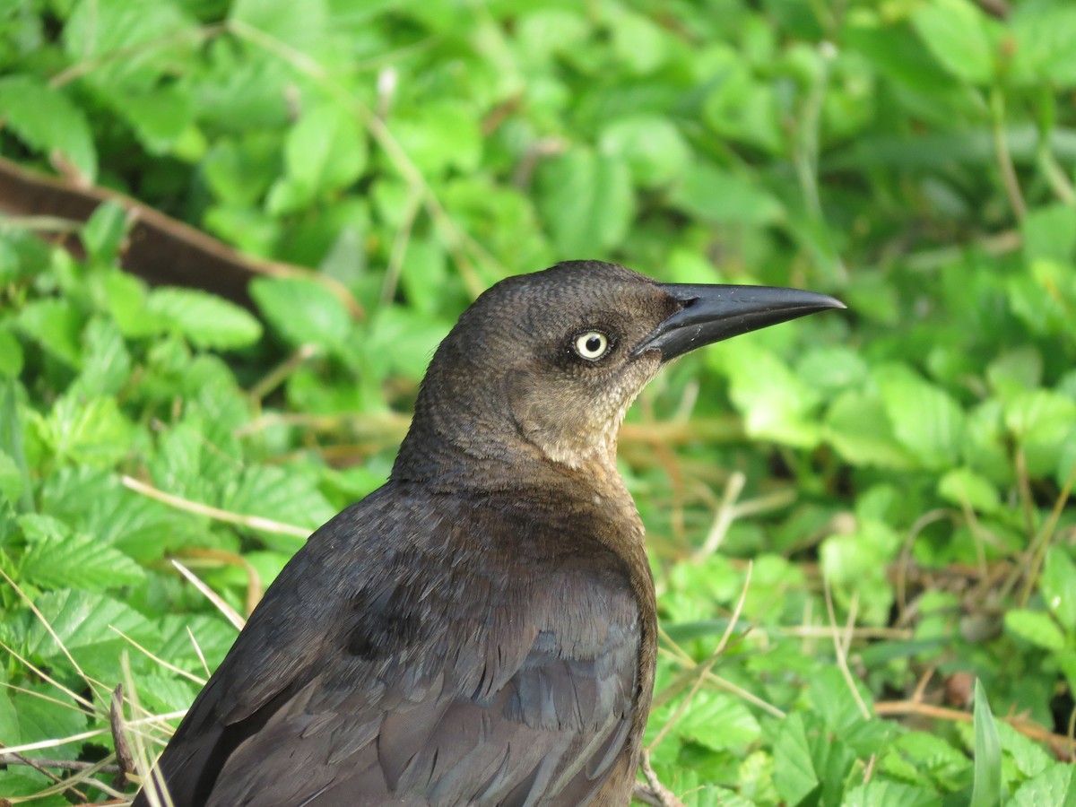 Great-tailed Grackle - ML609367632