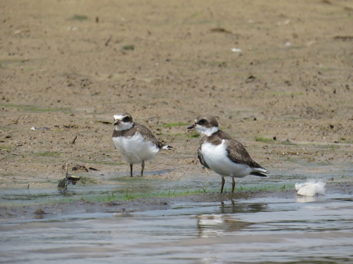 Semipalmated Plover - ML609367790