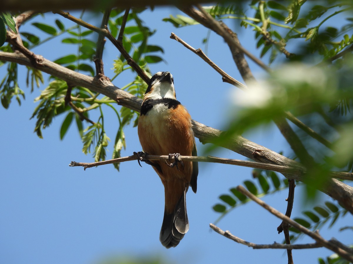 Rusty-collared Seedeater - ML609367811