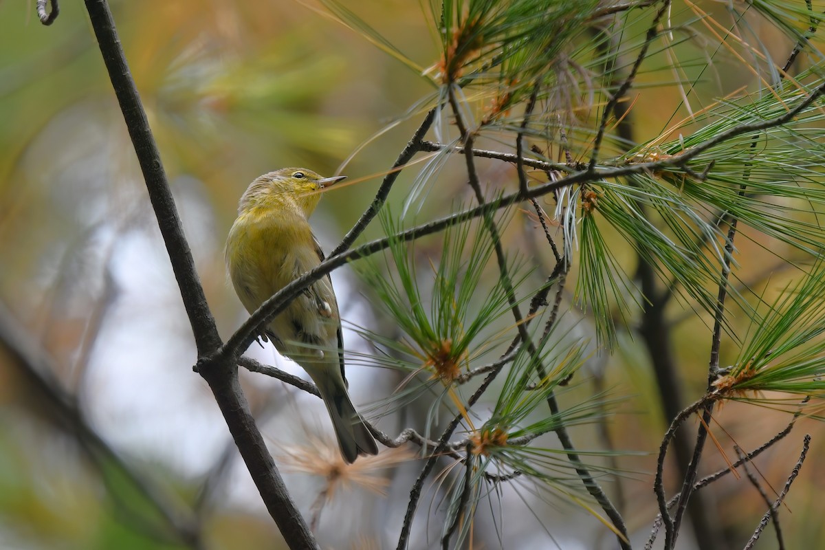 Pine Warbler - ML609367897